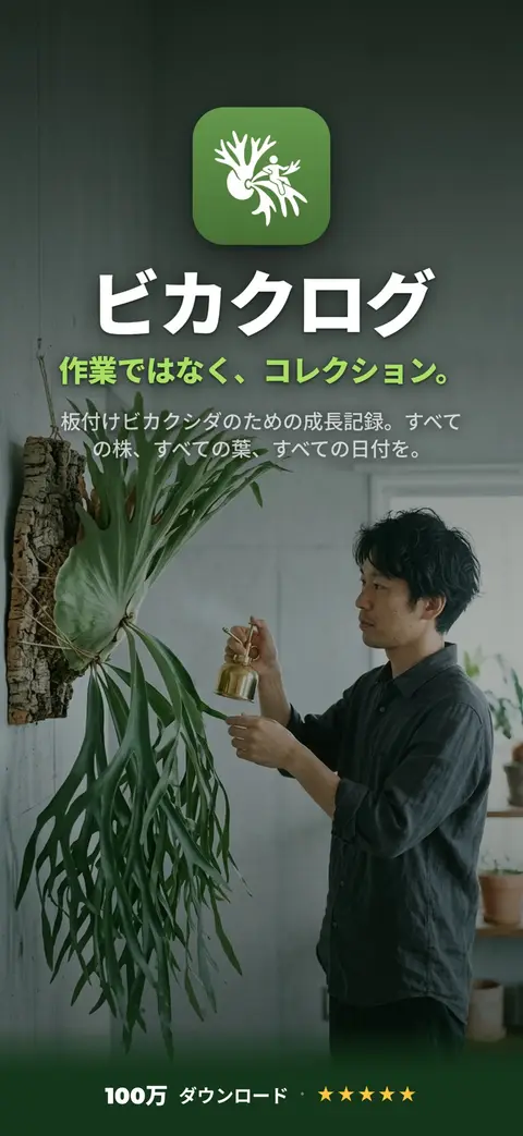 Staghornfern - ビカクシダ（プラティセリウム）育成の決定版