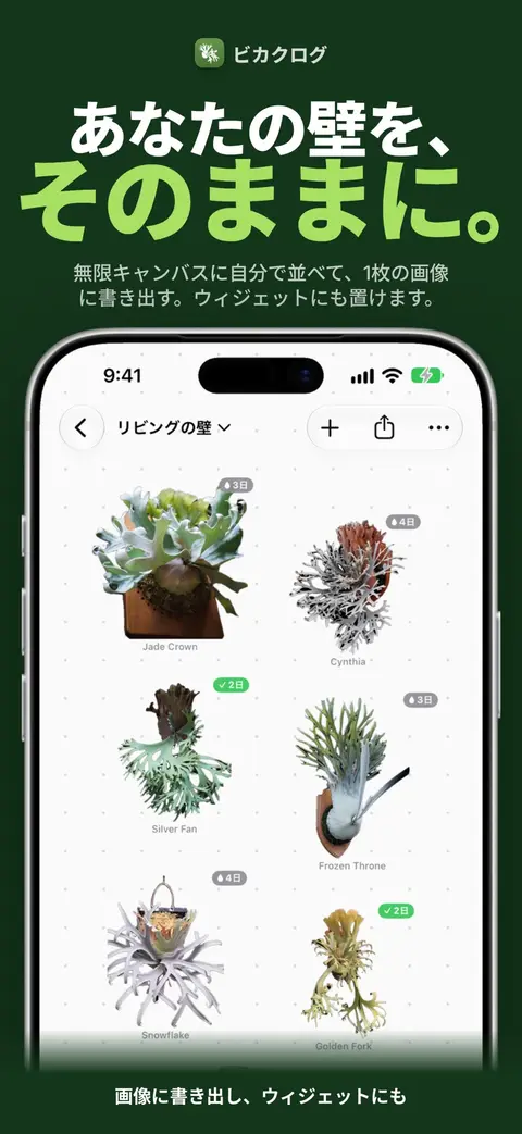Staghornfern - ビカクシダ（プラティセリウム）育成の決定版