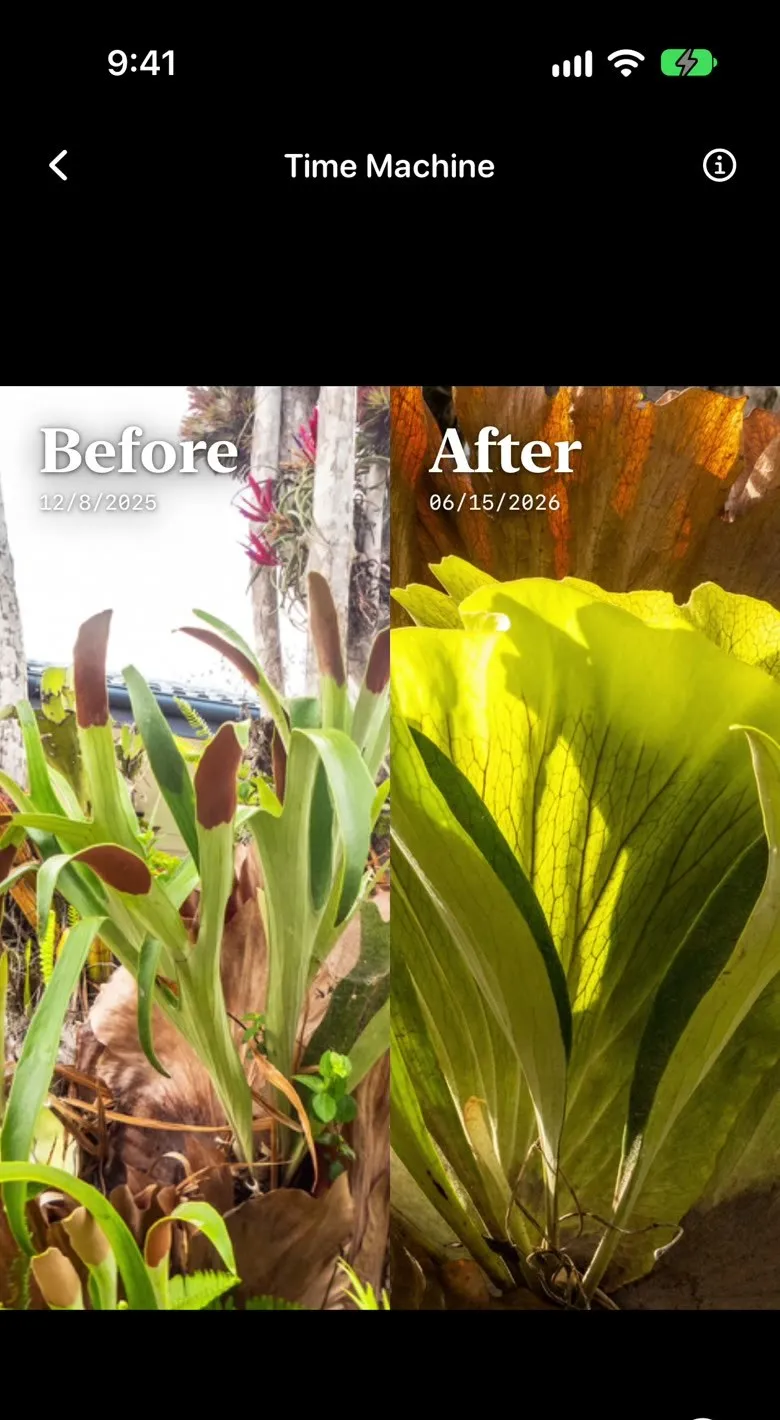 Fern's Time Machine: the same staghorn fern photographed 188 days apart, before and after side by side