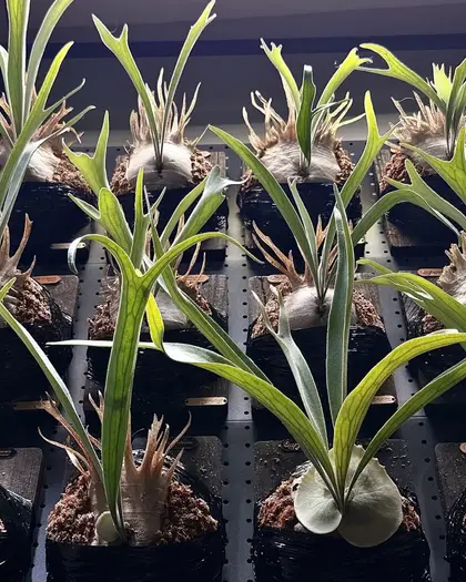How to Propagate a Staghorn Fern: Pups or Spores (Not Leaves or Water)