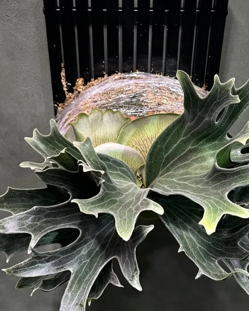 Staghorn Fern Black Spots on Leaves: Causes & Treatment