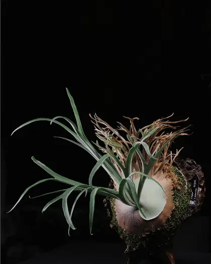 Staghorn Fern Cold & Frost Damage: Will It Recover? Signs, What to Cut, When to Bring In