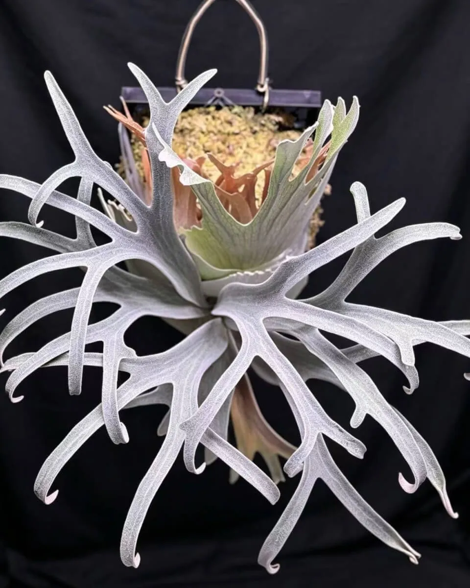 Staghorn Fern Common Names: Moosehorn Is Superbum, Elkhorn Is Bifurcatum