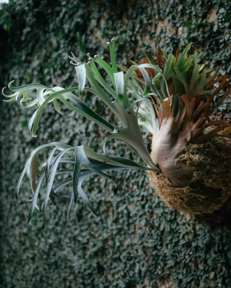 Staghorn Fern Temperature Tolerance: Hot, Cold & Ideal Range