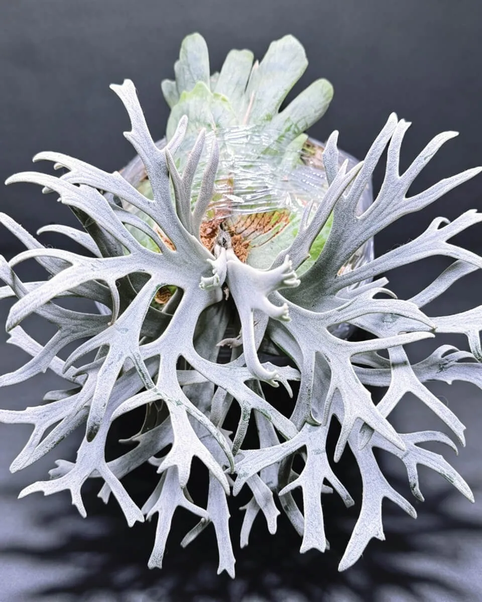 Staghorn Fern Pests: How to Identify, Treat & Prevent Scale, Mites & Mealybugs