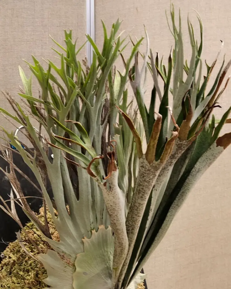 Staghorn Fern Roots: What Healthy Roots Look Like & What to Cut