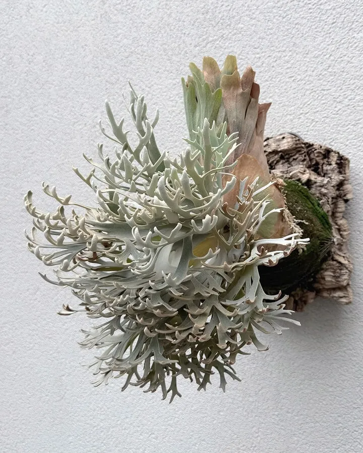 Staghorn Fern vs Bird's Nest Fern: How to Choose