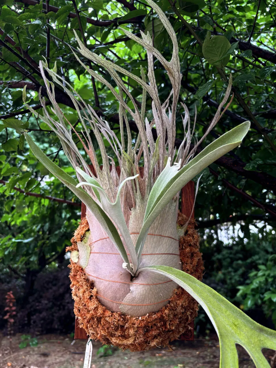 Staghorn fern from Antler Hunter Rosen