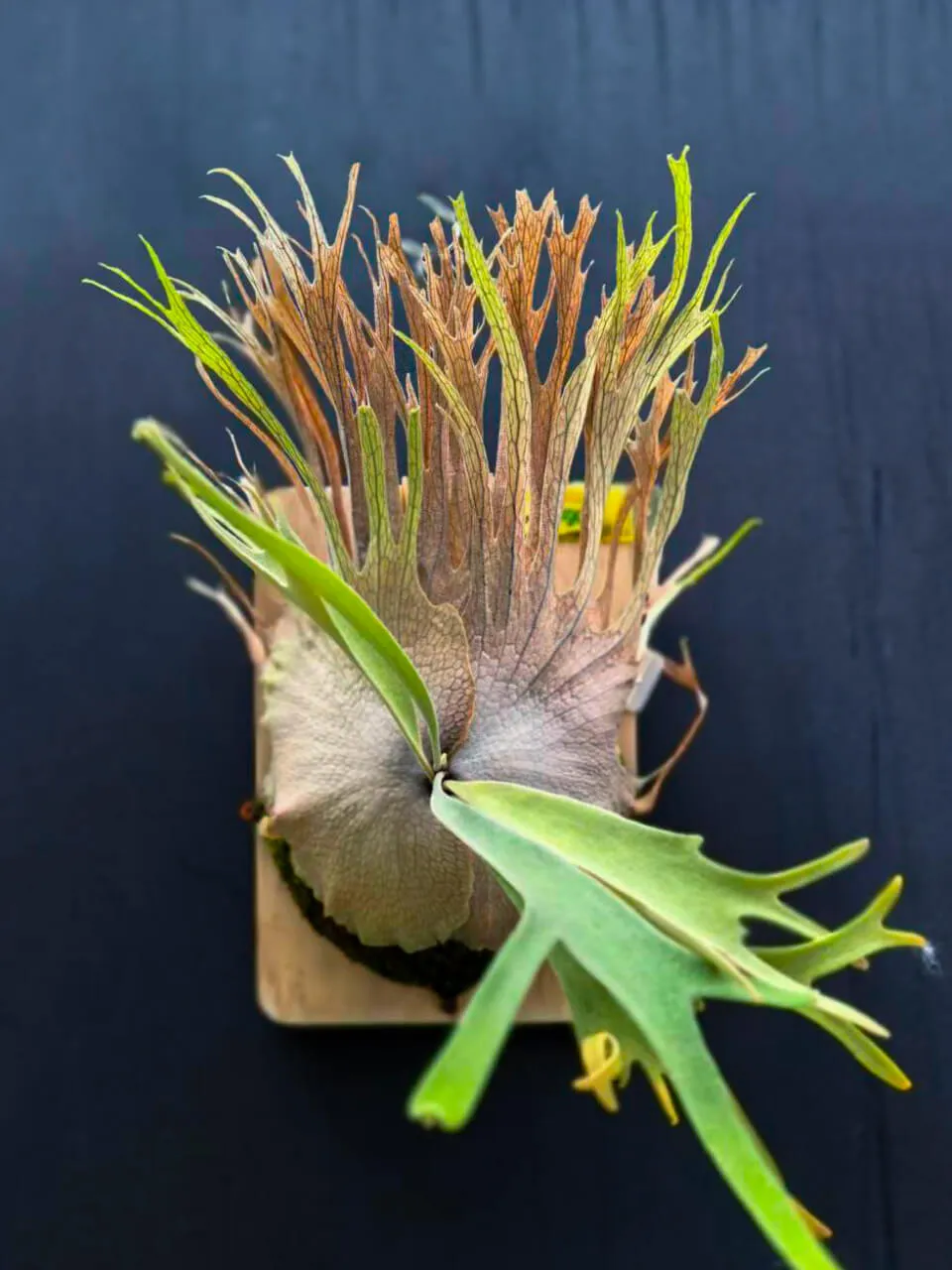 Staghorn fern from FL