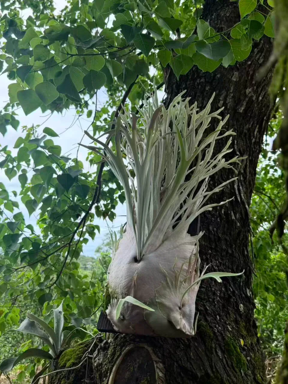 Staghorn fern from Awaves