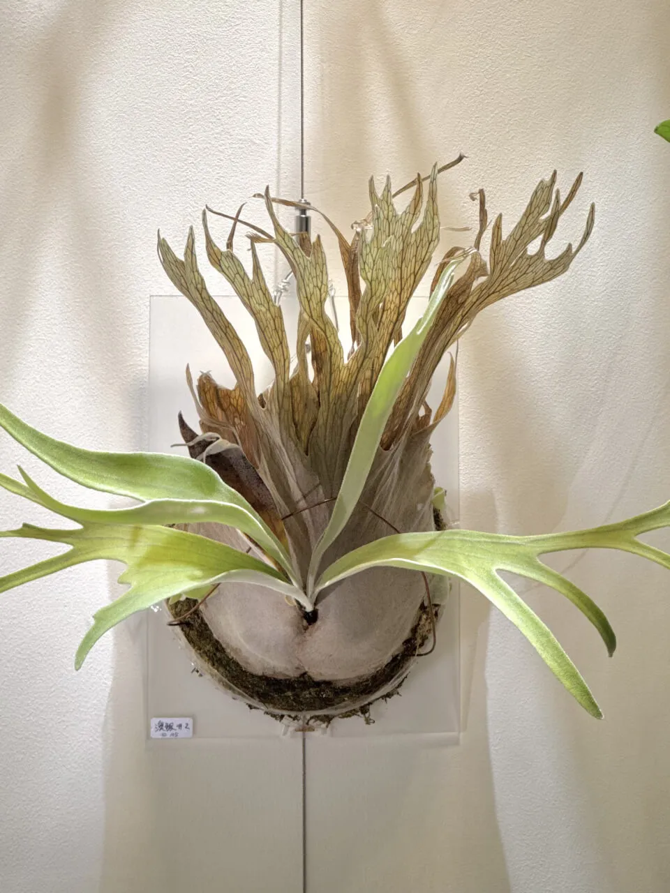 Staghorn fern from Kaifun Fern