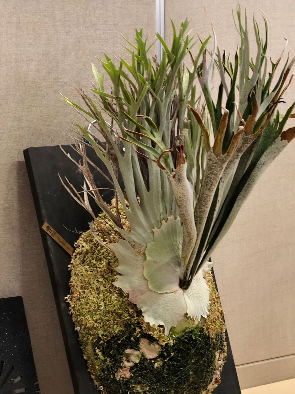 Staghorn fern from TrulyMake