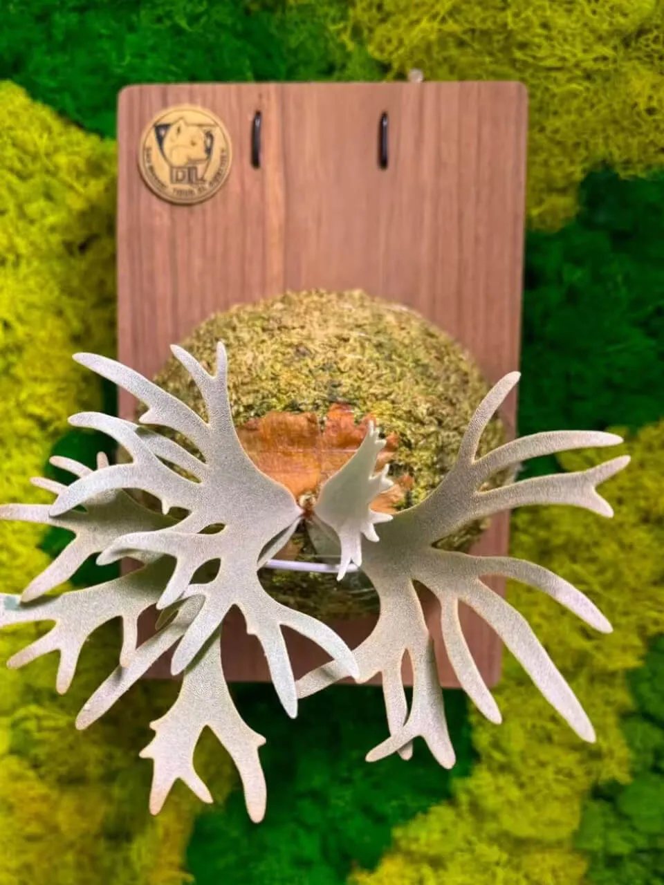 Staghorn fern from Starwood