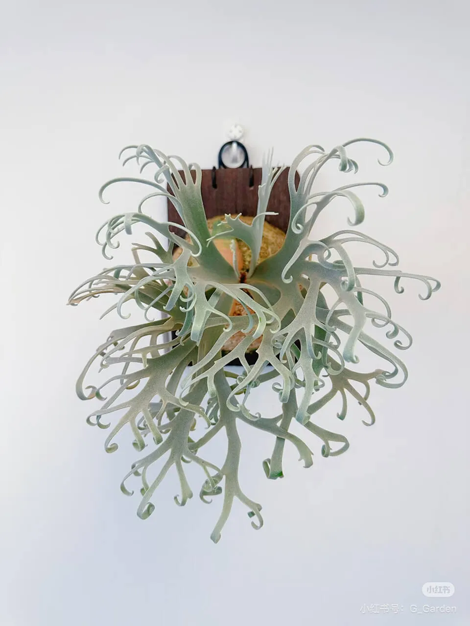 Staghorn fern from BigHead