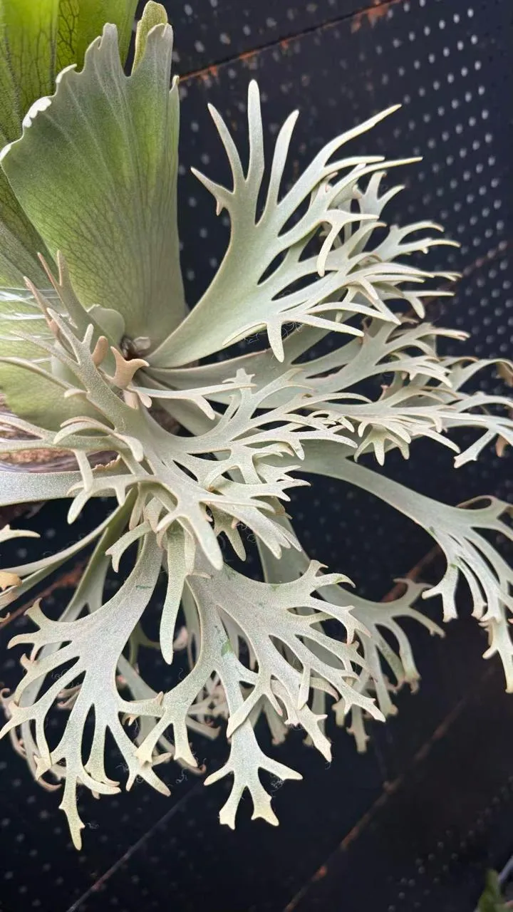 Staghorn fern from ELEP
