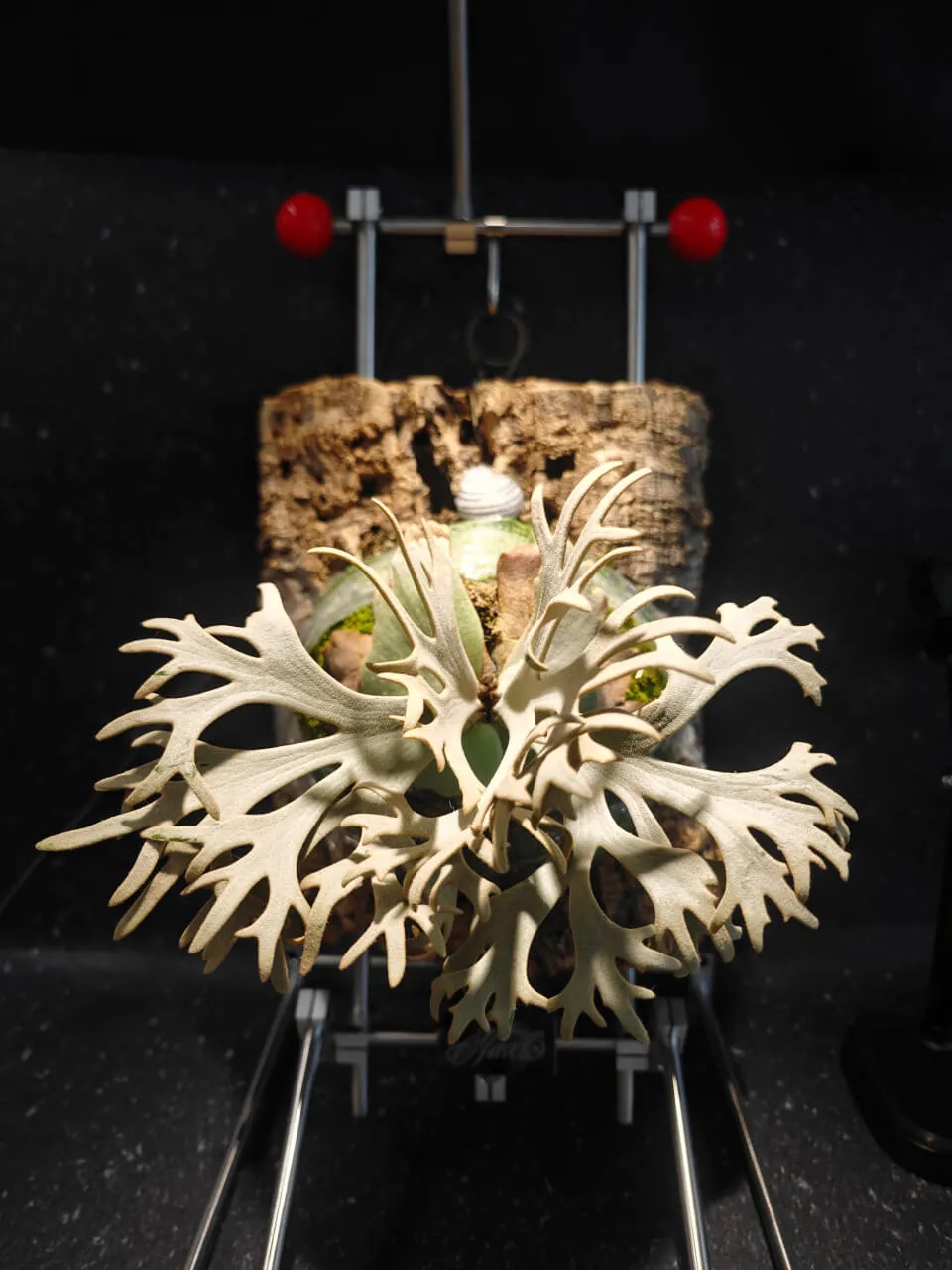 Staghorn fern from DuoDuo Fern