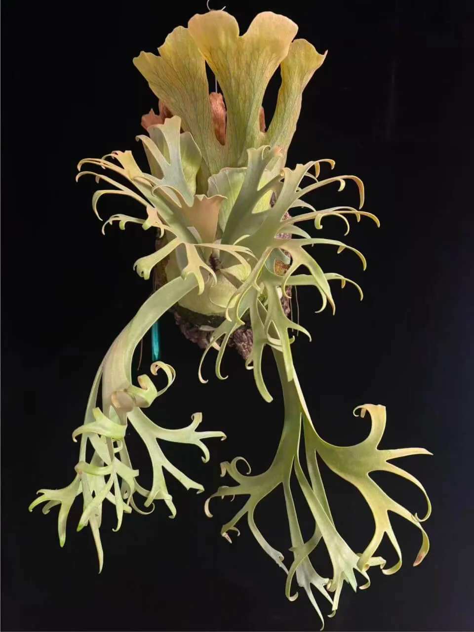 Staghorn fern from MiPlant