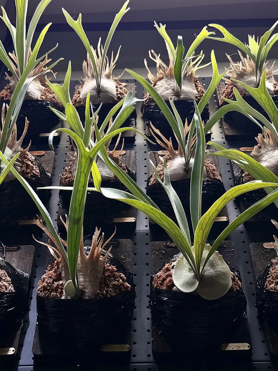 Staghorn fern from Oxygen Up