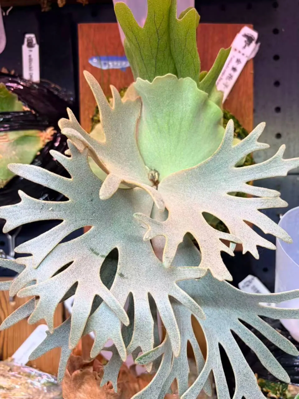 Staghorn fern from OneCatfish