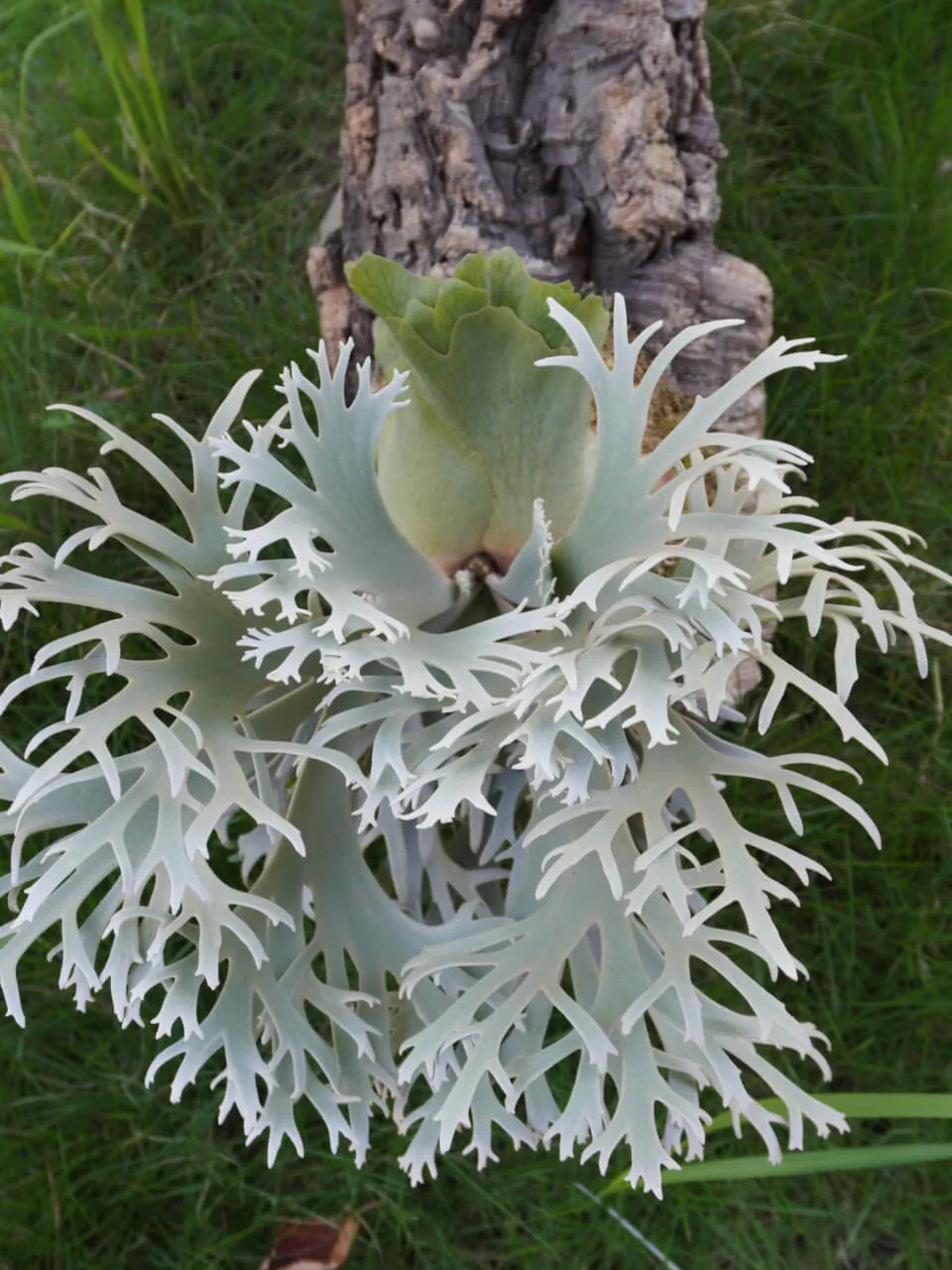 Staghorn fern from Potato
