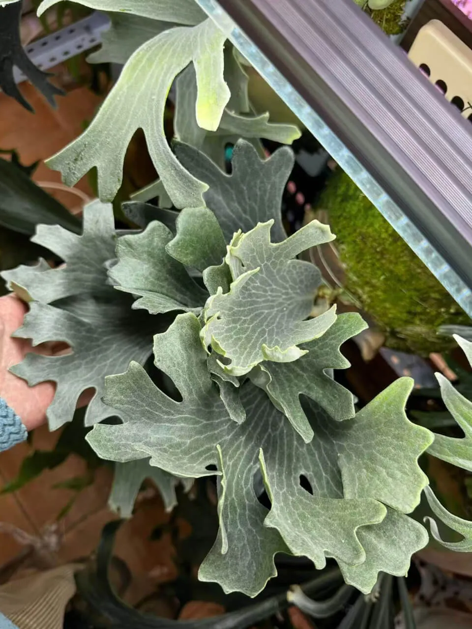 Staghorn fern from Noway Lab