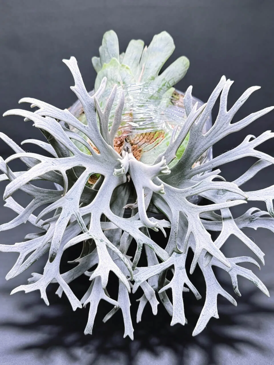 Staghorn fern from Newff
