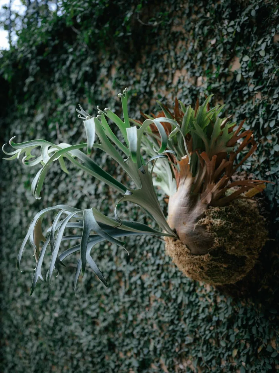Staghorn fern from Za Dou Studio