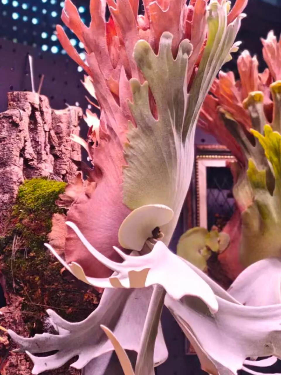 Staghorn fern from Jiye