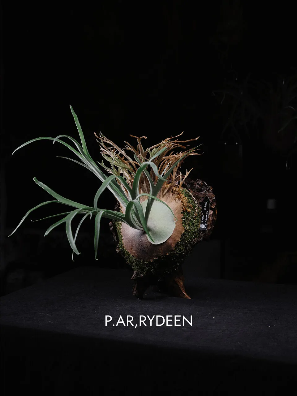 Staghorn fern from WATER CLUB