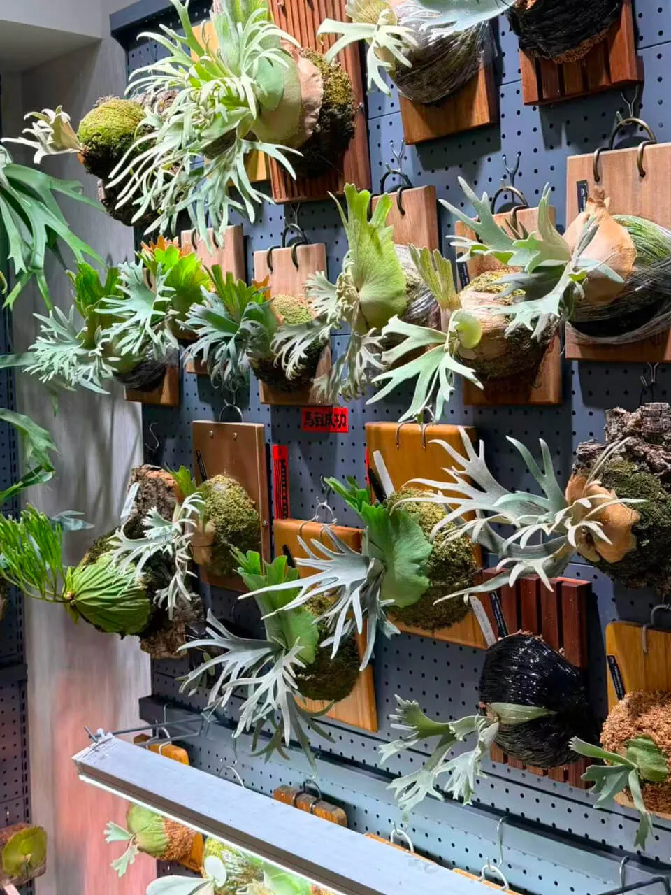 Staghorn fern from BB Ferns