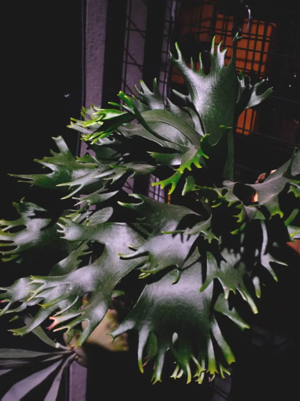 Staghorn fern from CatDeer