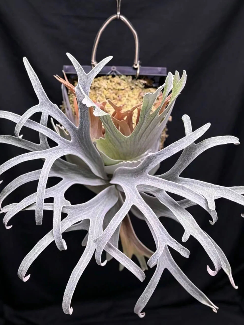 Staghorn fern from ClearAutumn13
