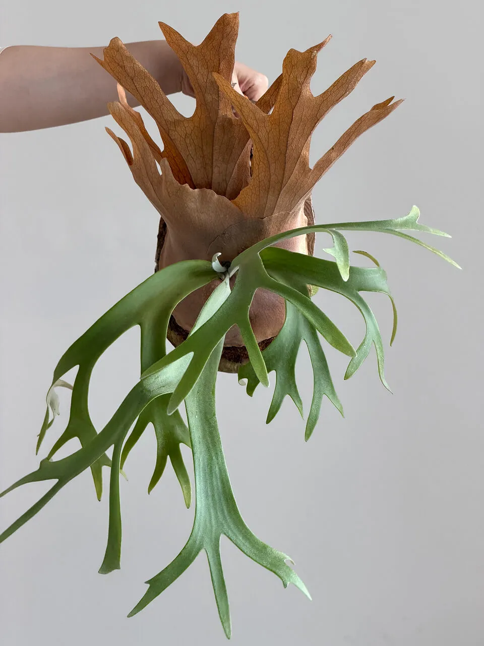 Staghorn fern from Febs