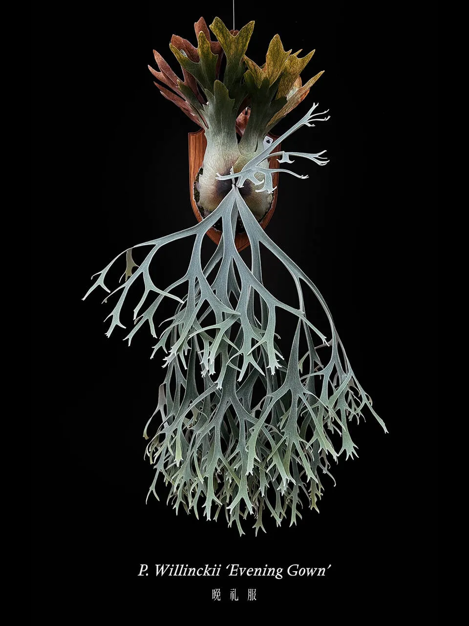 Staghorn fern from Anode Leaves