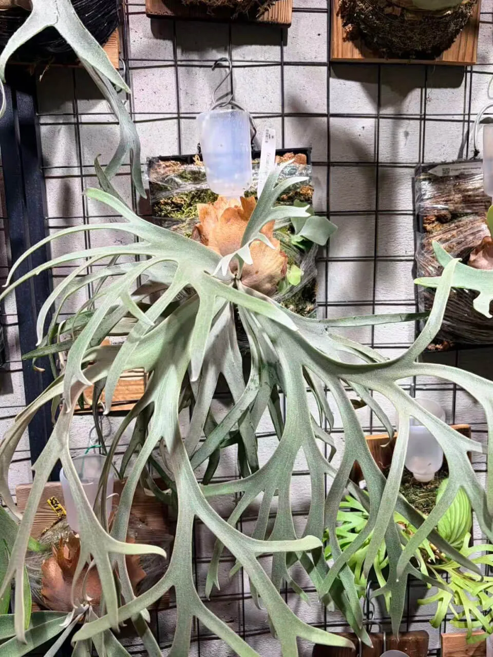 Staghorn fern from OneCatfish