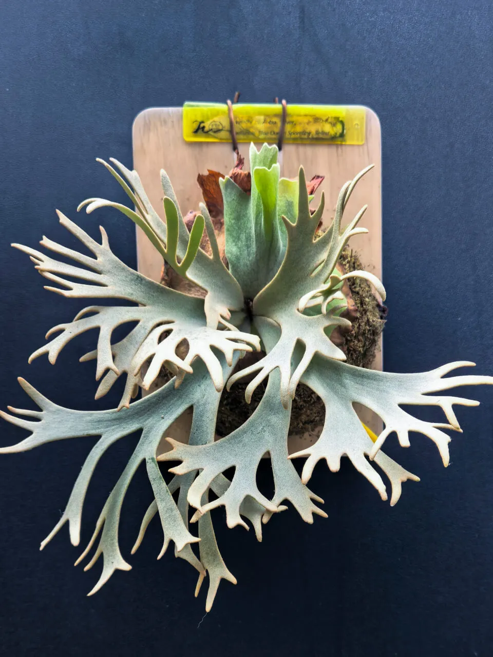 Staghorn fern from FL