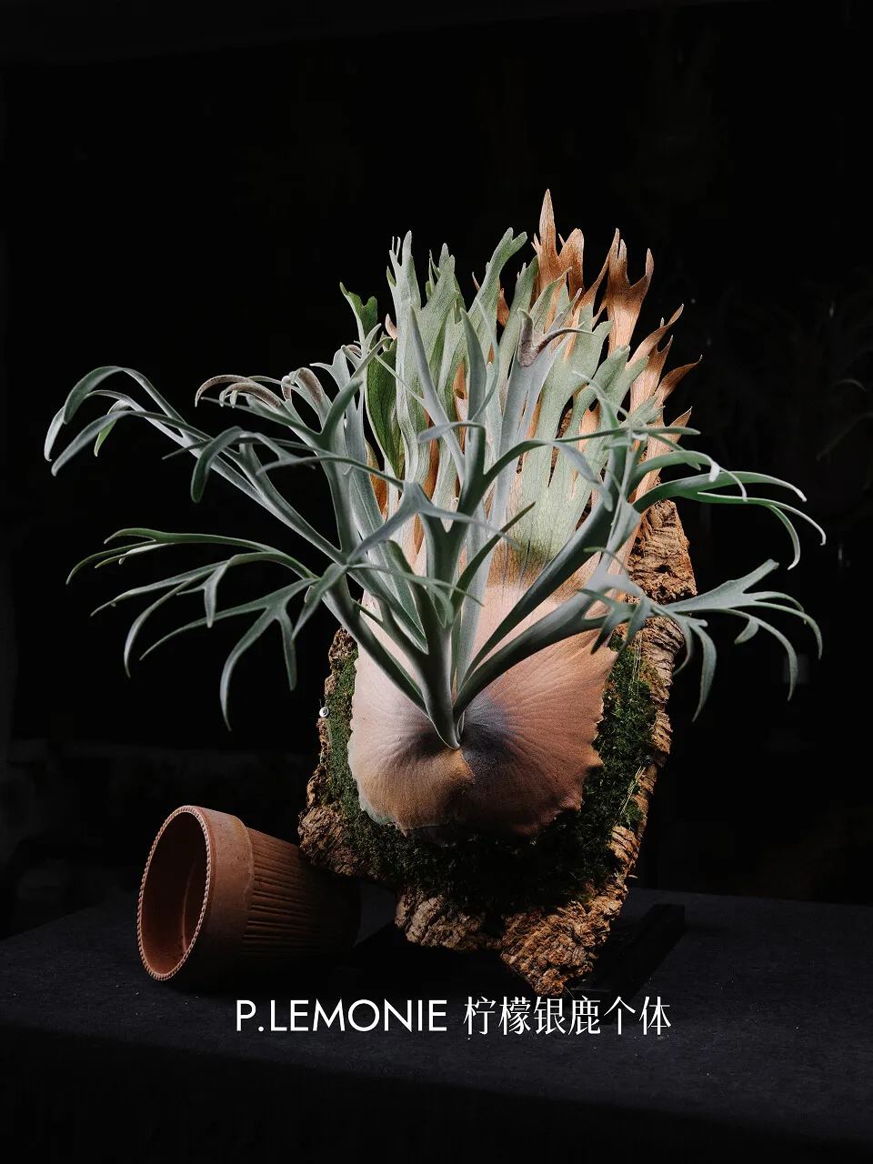 Staghorn fern from WATER CLUB