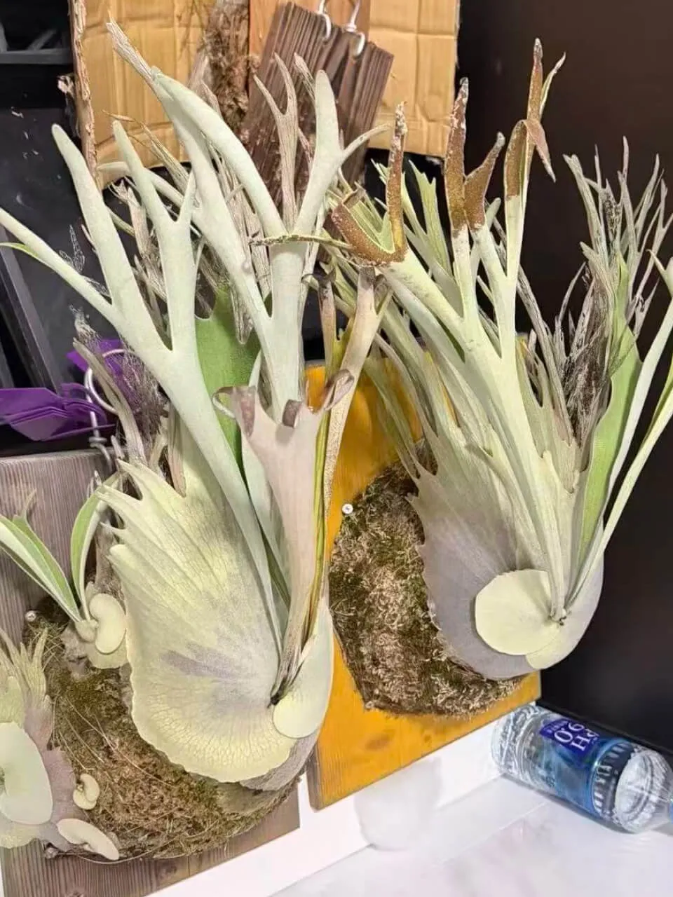Staghorn fern from Antler Hunter Rosen