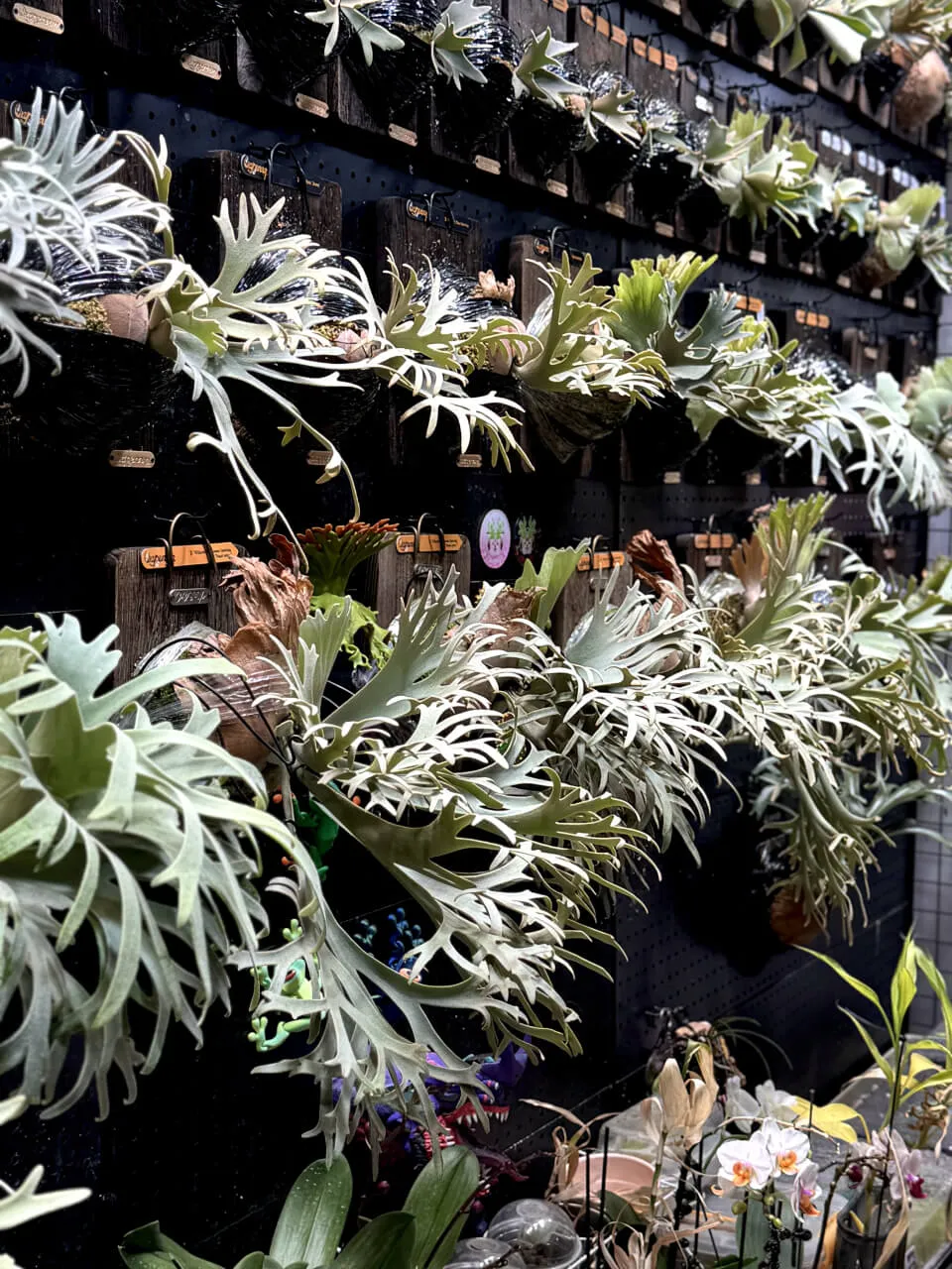 Staghorn fern from Oxygen Up
