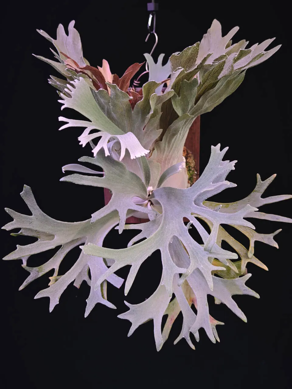 Staghorn fern from Noway Lab