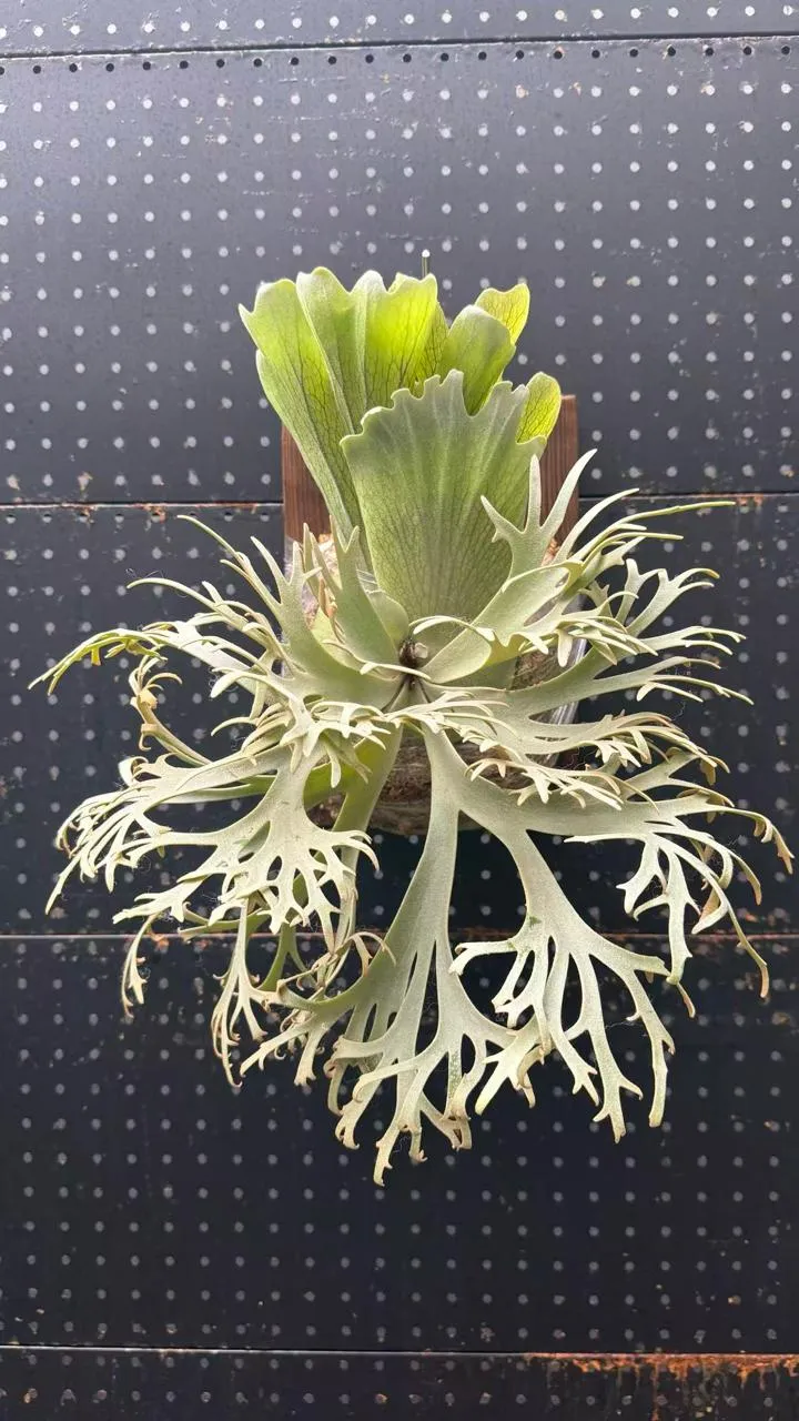 Staghorn fern from ELEP