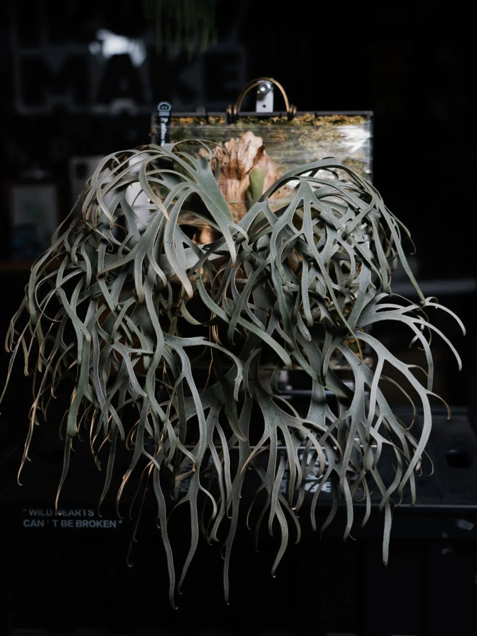 Staghorn fern from TrulyMake