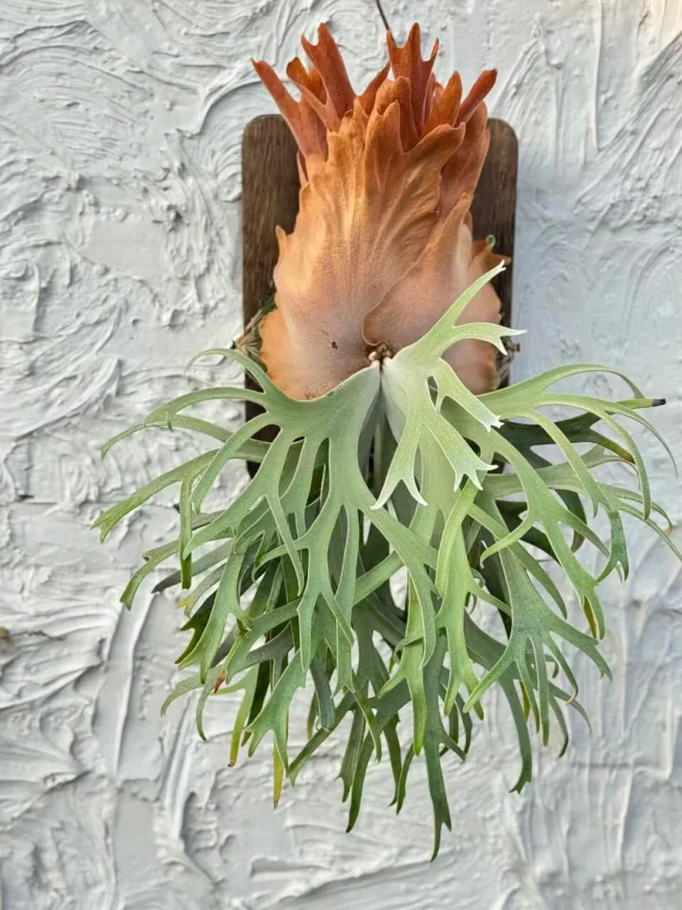 Staghorn fern from ClearAutumn13