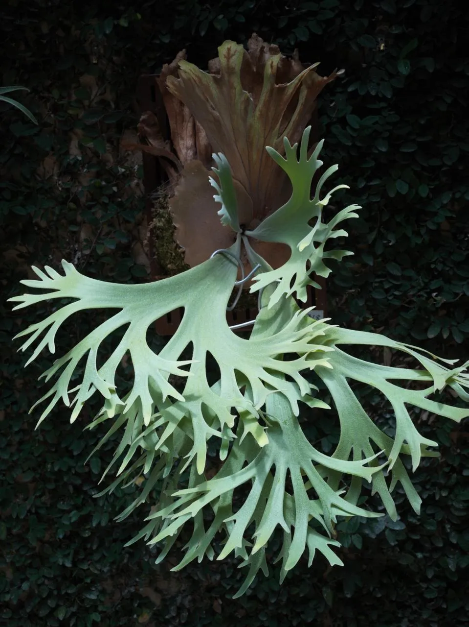 Staghorn fern from Za Dou Studio