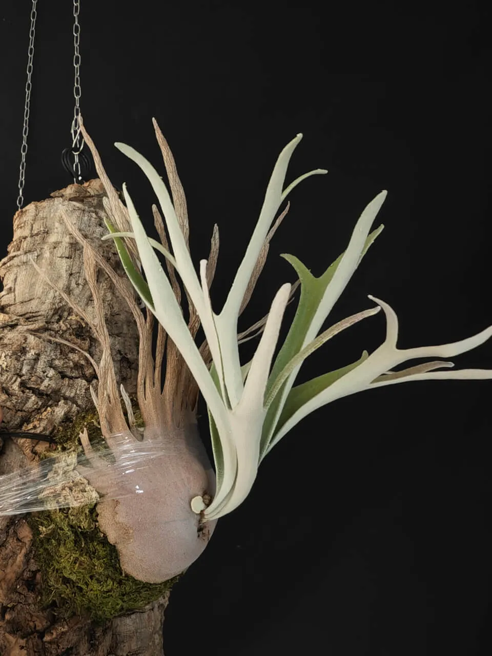 Staghorn fern from DuoDuo Fern
