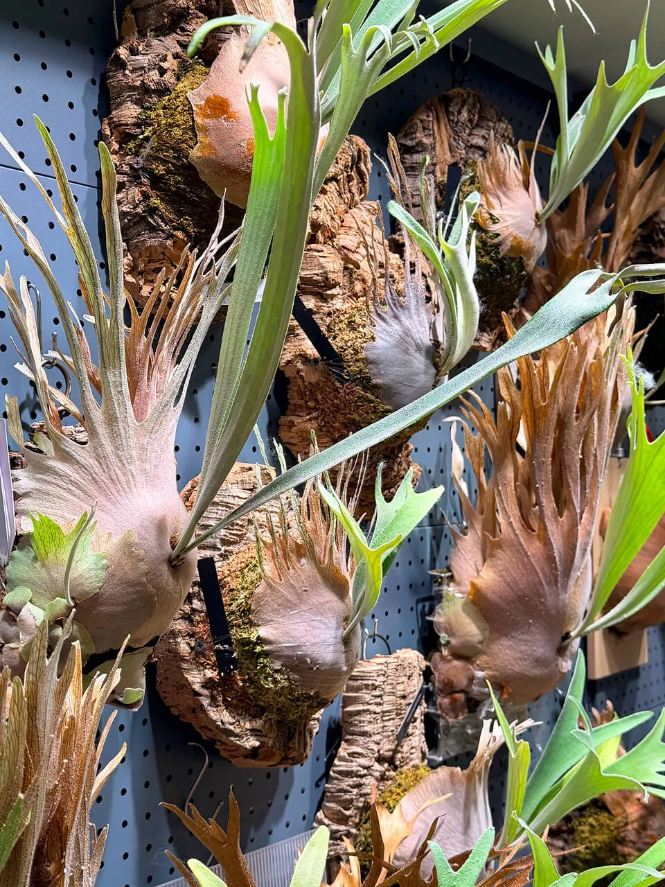 Staghorn fern from BB Ferns