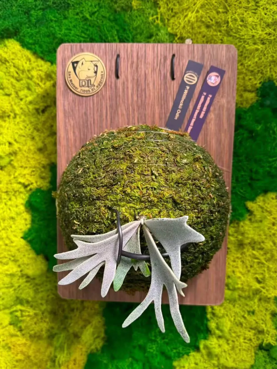 Staghorn fern from Starwood