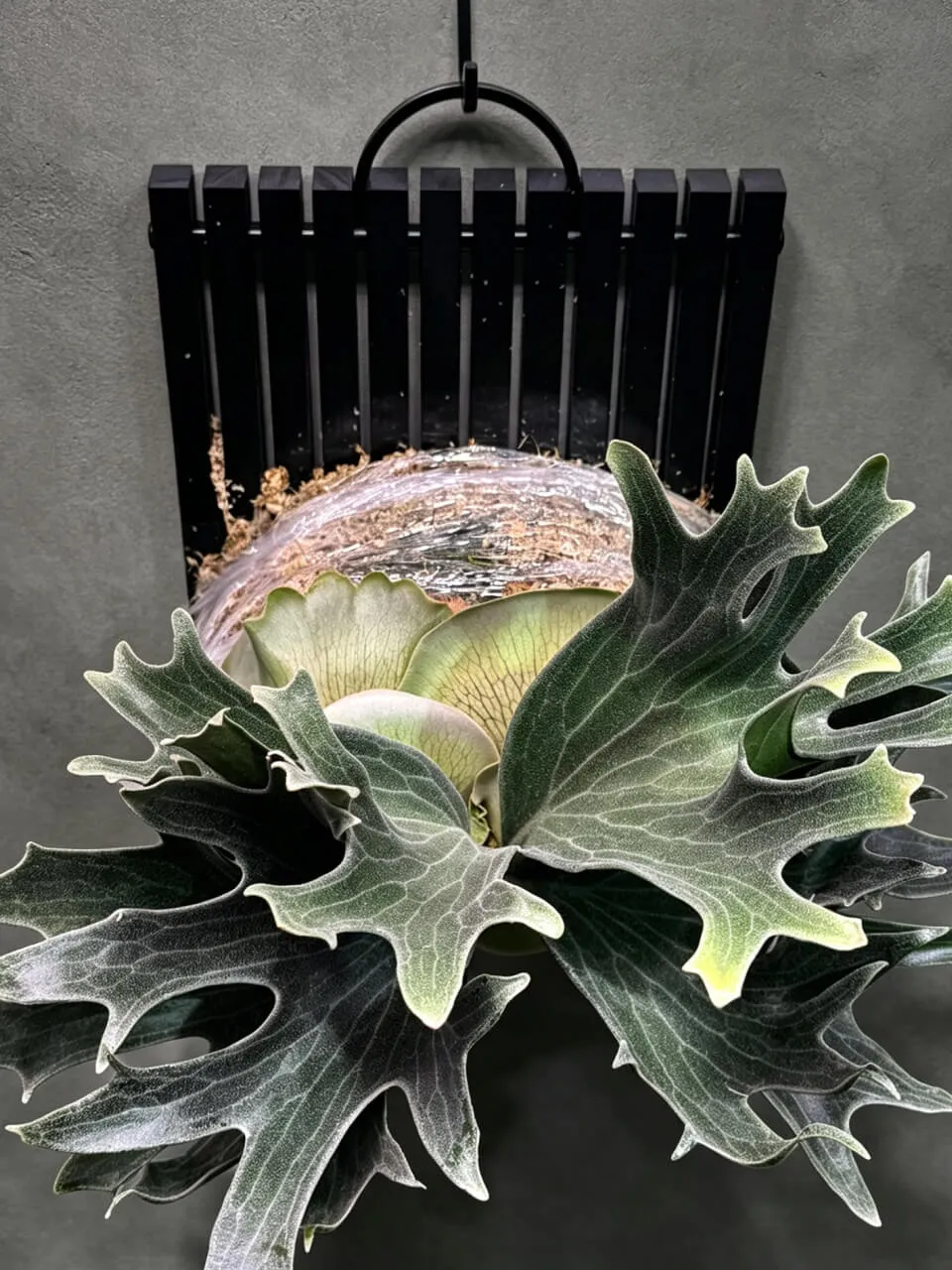 Staghorn fern from Newff