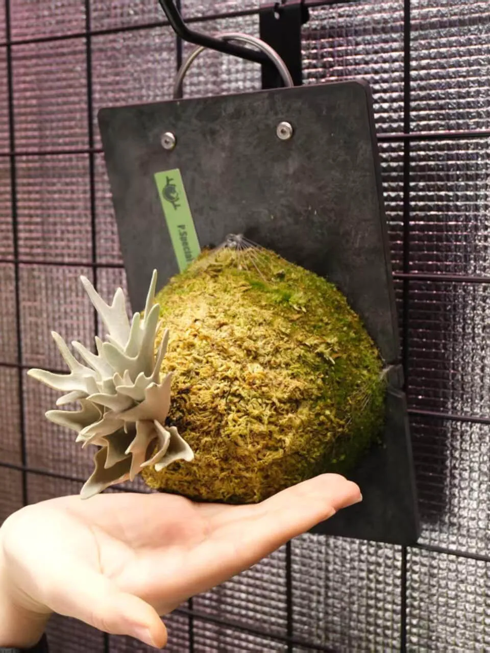 Staghorn fern from CatDeer