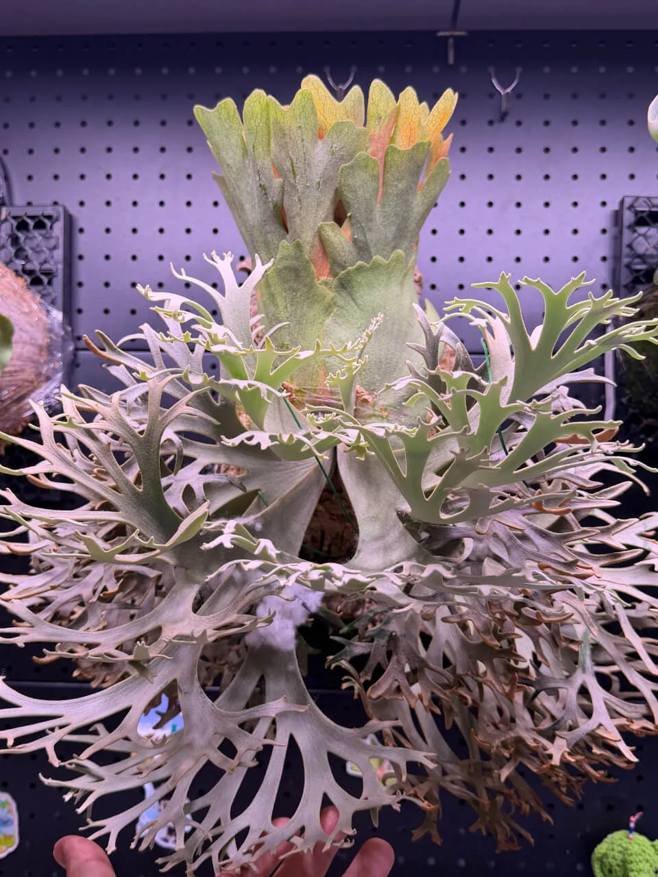 Staghorn fern from BigHead